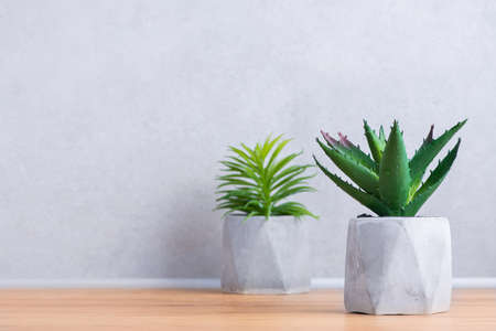 Two flowerpots of succulent plants in concrete style in Scandinavian kitchen on a background of concrete wall background. Kitchen interior.の写真素材