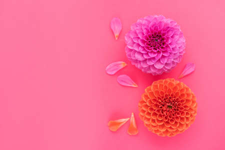 Close-up of dahlia flowers with petals on a pink background. top view.の写真素材