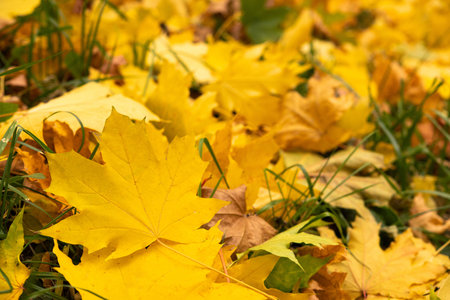 Closeup of autumn leafs background. warm and sunny atmosphere in the forest.