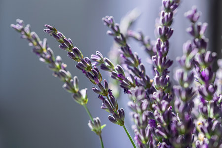 Close up of a lavender flower. beautiful flora background.の写真素材