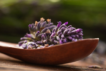 Close up of a lavender flower. beautiful flora background.の写真素材