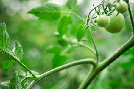 Closeup of unripe green tomato in greenhouse. early harvest. ecological and natural food background.の写真素材