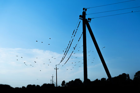 A group of flocks of birds fly and sit on wires. Electric poles in the fields. blue sky background. Sunset. Dusk.の写真素材