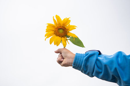 Child holds a yellow sunflower in his hands. summer harvest background. isolated on white.の写真素材