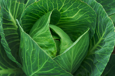 Closeup of texture fresh cabbage in a garden. Organic vegetable green food background.の写真素材