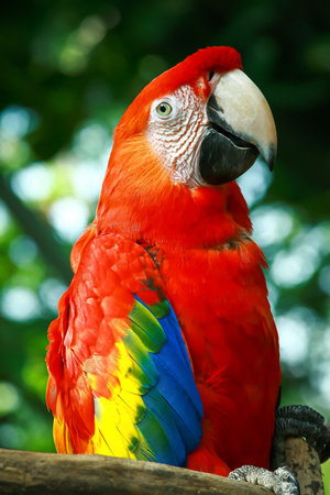 Red macaw parrot sitting on the twig with blurry natural background