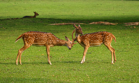 roe deers at botanical park, a pair of roe deer are playing surrounded by green grassの写真素材