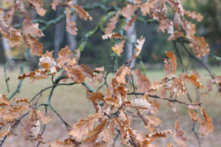 desktop background autumnの写真素材