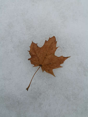 Maple leaf in the snowの写真素材