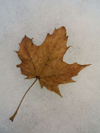 Maple leaf in the snowの写真素材