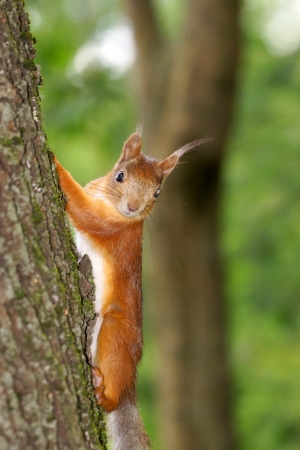 squirrelの写真素材