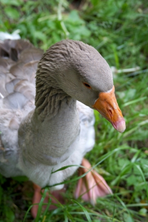 gooseの写真素材