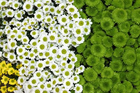 colorful chrysanthemum flowers beautiful の写真素材