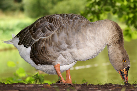gray goose, waterfowl genus of the family Anatidae の写真素材