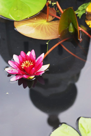 red lotus flowerの写真素材