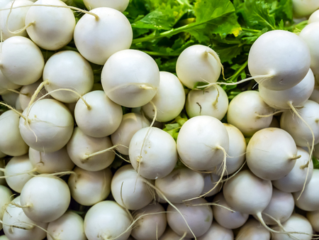 Fresh white radish.の写真素材