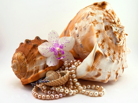 seashells, pearls, orchidの写真素材