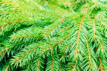 Christmas background of fir branches