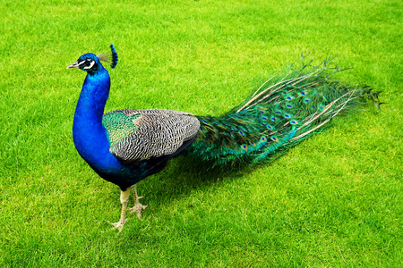 peacock on a green lawnの写真素材