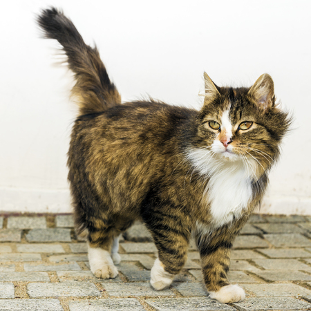 fluffy cat outdoorの写真素材