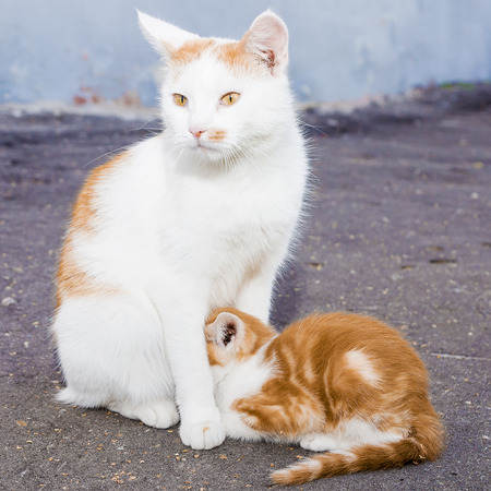 beautiful outdoor Mother cat feeding kittenの写真素材