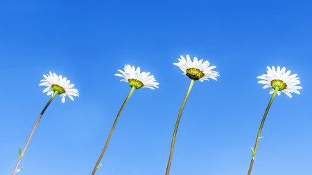 Chamomile sky backgroundの写真素材