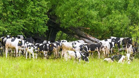 Herds of cows on a walkの写真素材