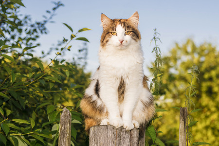 street cat on the fenceの写真素材