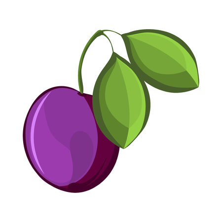 Plum Isolated, Plum Vector. Composition of Plum on white background. Plum icon. Juicy Plum, Plum Leaves. Fruit Composition for Packaging Juice, Yogurt. Plum closeup. Ripe, leaf.のイラスト素材