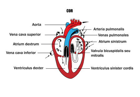 a schematic representation of the internal organs, the anatomy of the heartのイラスト素材