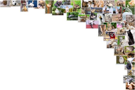 Collage of photos of pets and birds and text placeの写真素材