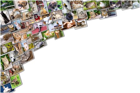 Collage of photos of pets and birds and text placeの写真素材