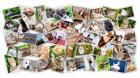 Collage of photos of pets and birdsの写真素材