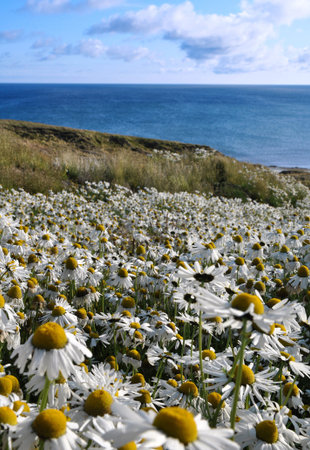 White camomiles on a background of the sea and blue sky