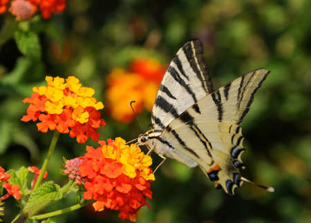 A butterfly Scarce Swallowtail  Iphiclides podalirius  is sitting on an orange flowerの写真素材