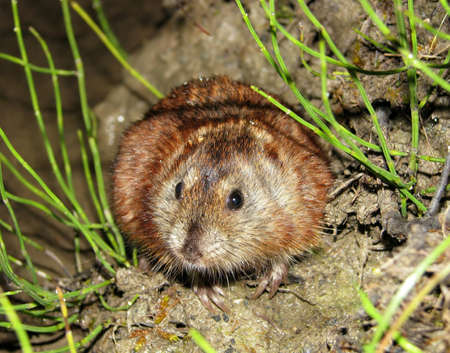 Siberian Brown Lemming is hiding in the grassの写真素材