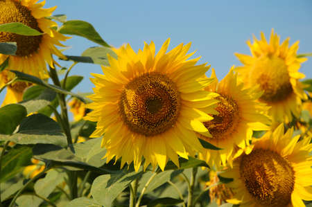 yellow sunflowers on a background of foliage and blue skyの写真素材