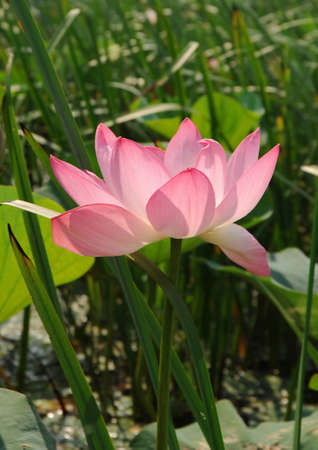 Blooming pink lotus (Nelumbo) in the lakeの写真素材