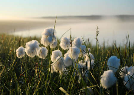 Flowering cotton grass in the tundra on the background of green grass, sky and riverの写真素材