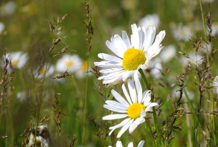 two flowers camomile on background of green grassの写真素材