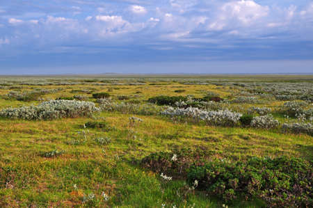 Arctic tundra landscape with flowering plants on the background of the cloudy skyの写真素材