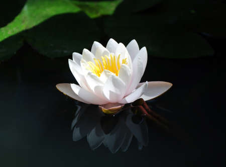 white water lily and its reflection in the water on a dark backgroundの写真素材