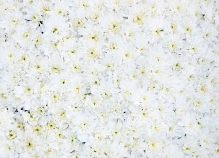 background of flowers laid white chrysanthemumsの写真素材