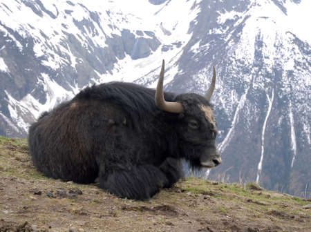yak lying on the ground on a background of mountainsの写真素材