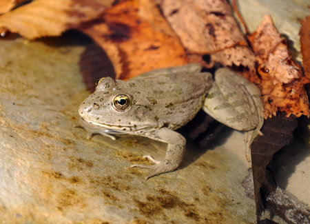 The marsh frog (Pelophylax ridibundus) in water on a background of leavesの写真素材