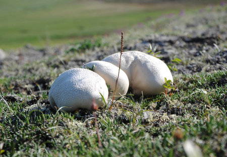 three puffball mushroom on the background of grassの写真素材
