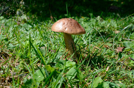 boletus (birch mushroom) on the background of green grass