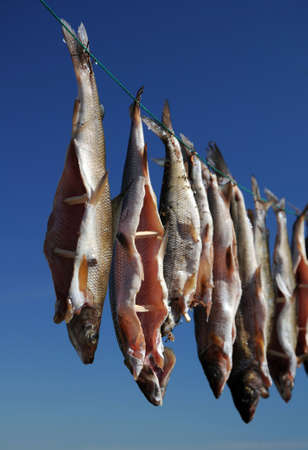 arctic grayling fish drying on a rope against the blue skyの写真素材