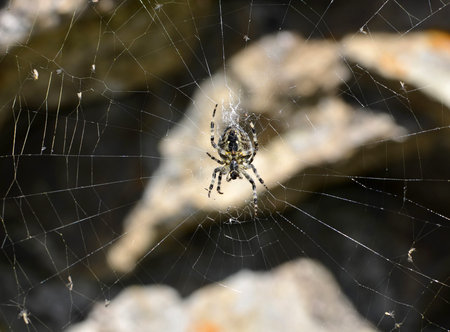 A barn spider (Araneus cavaticus) at the centre of a webの写真素材