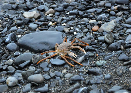 a brown crab crawls over black rocksの写真素材